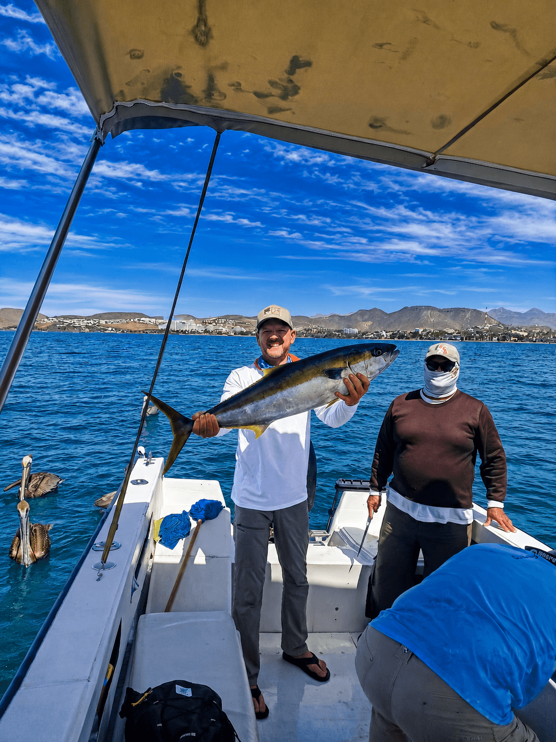 Amberjack